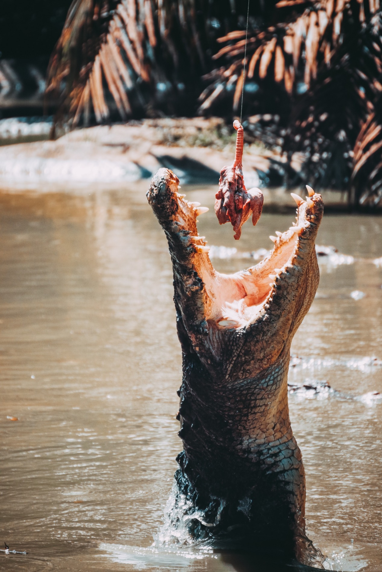deva-darshan-463212-unsplash